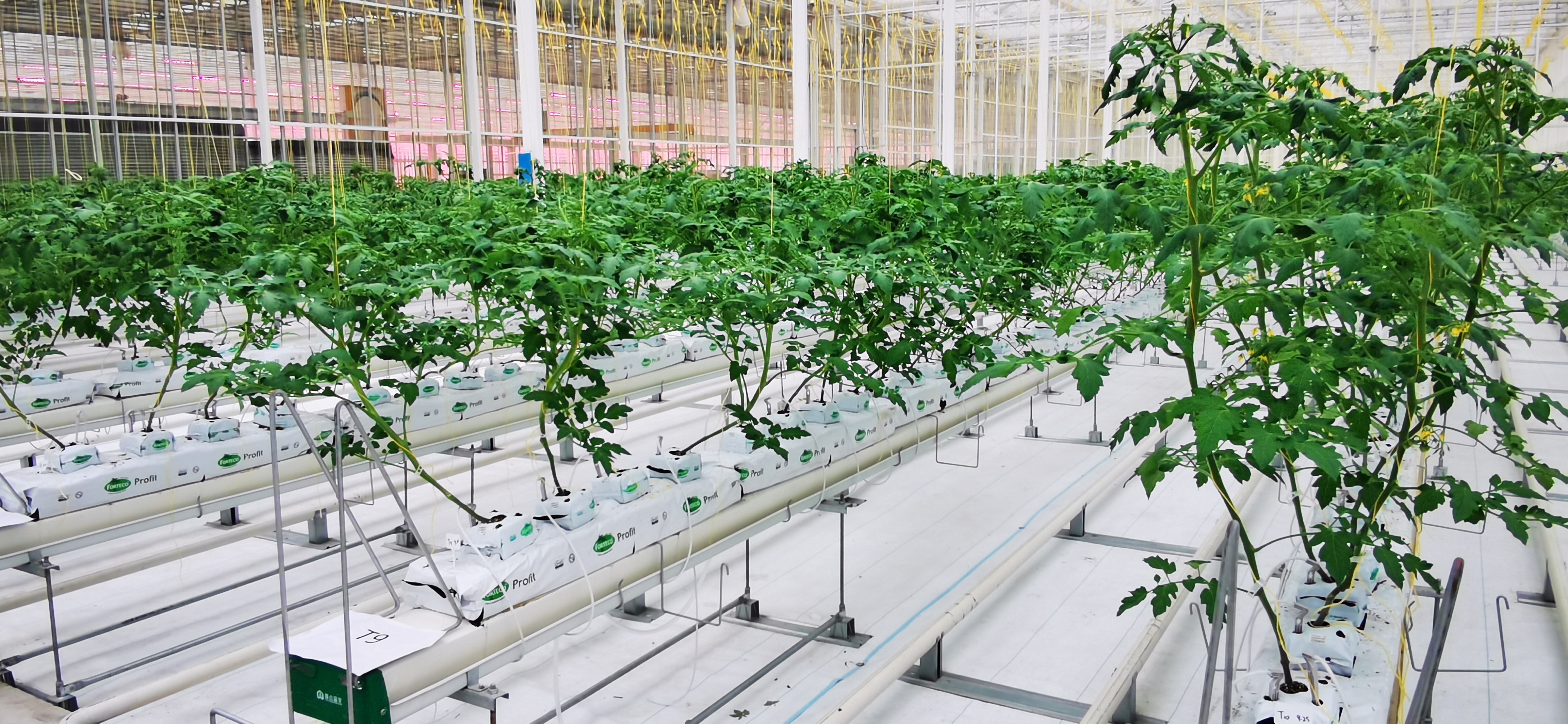 drip irrigation in glass greenhouse drip irrigation in glass greenhouse