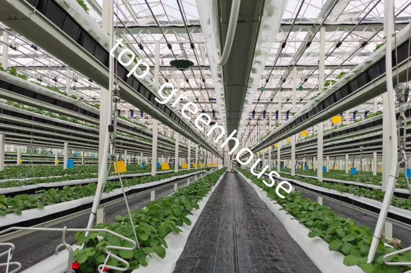 agriculture greenhouse agriculture greenhouse