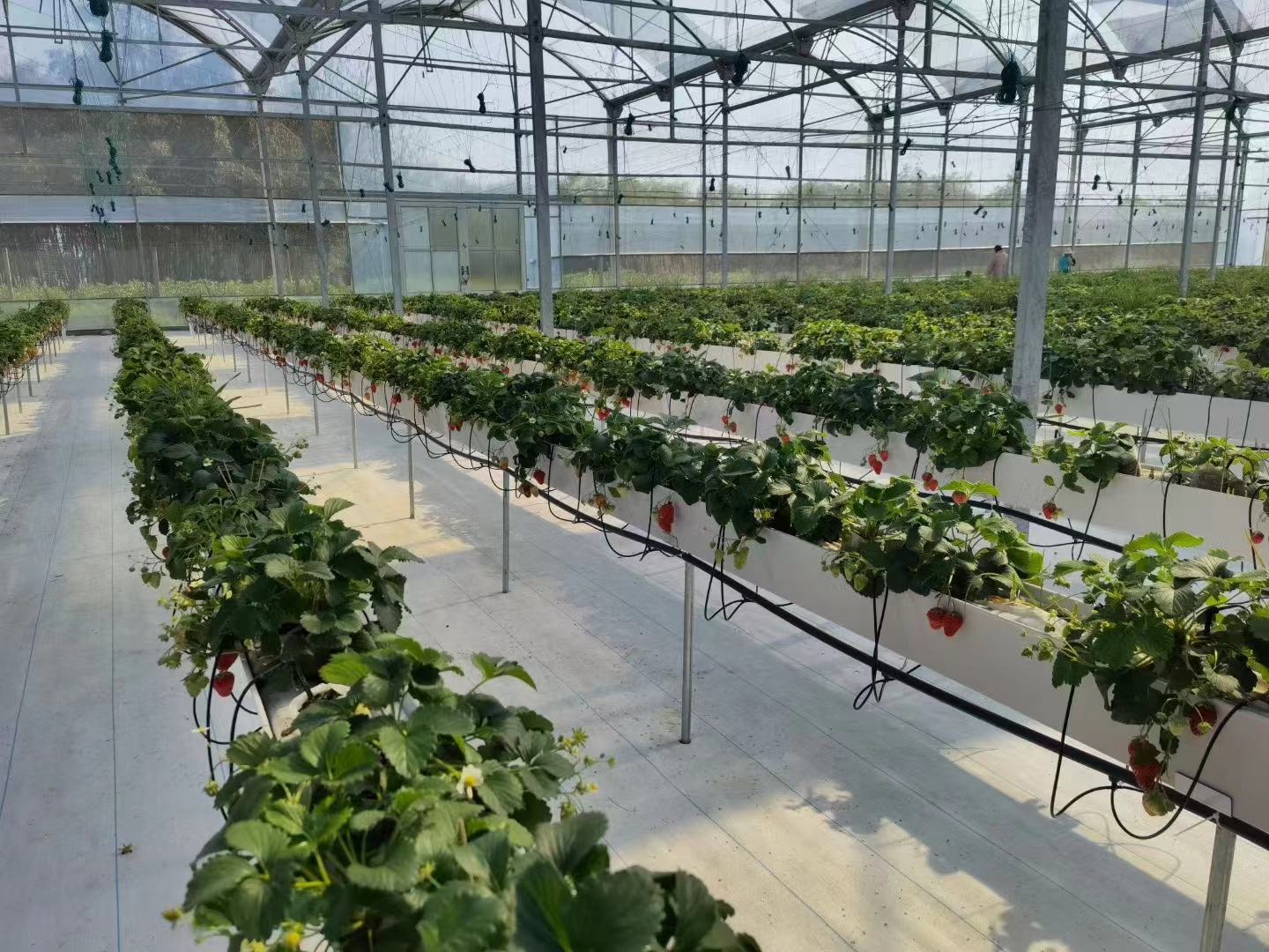 greenhouse for strawberry growing greenhouse for strawberry growing