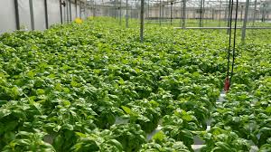 greenhouse for herb greenhouse for herb