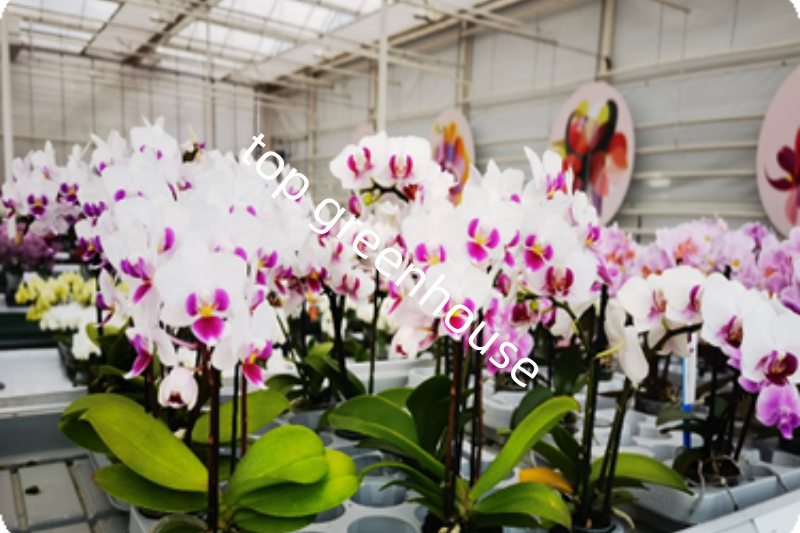 flower greenhouse flower greenhouse