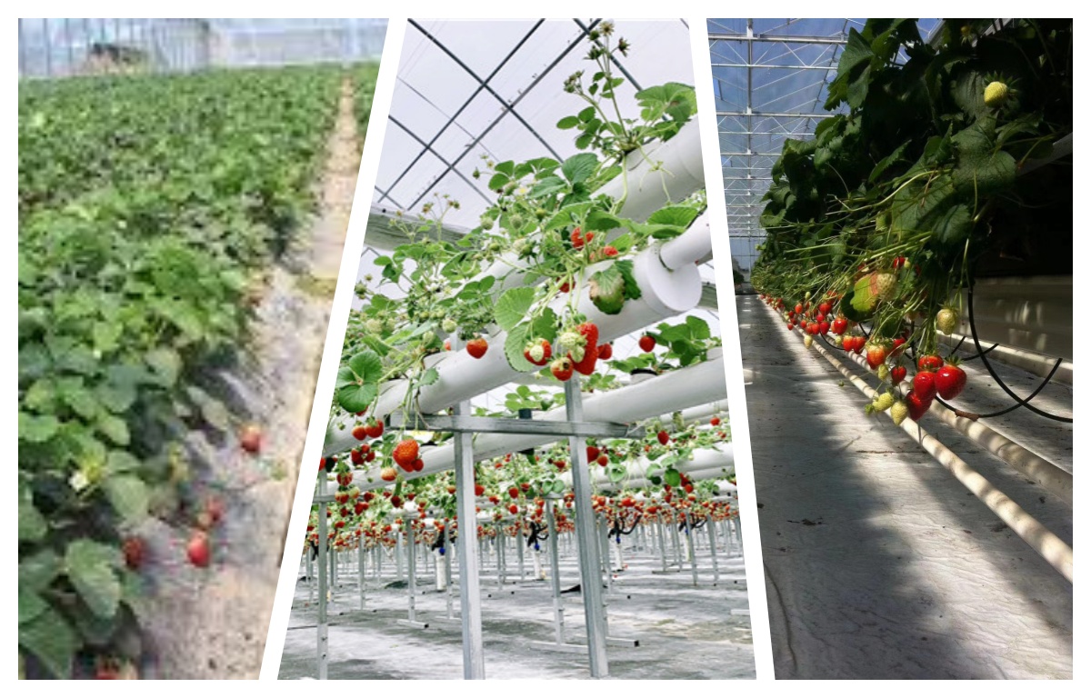 strawberry greenhouse for planting method strawberry greenhouse for planting method
