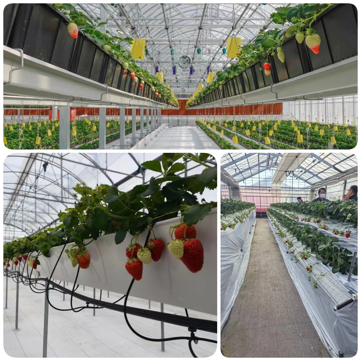 greenhouse for strawberry greenhouse for strawberry