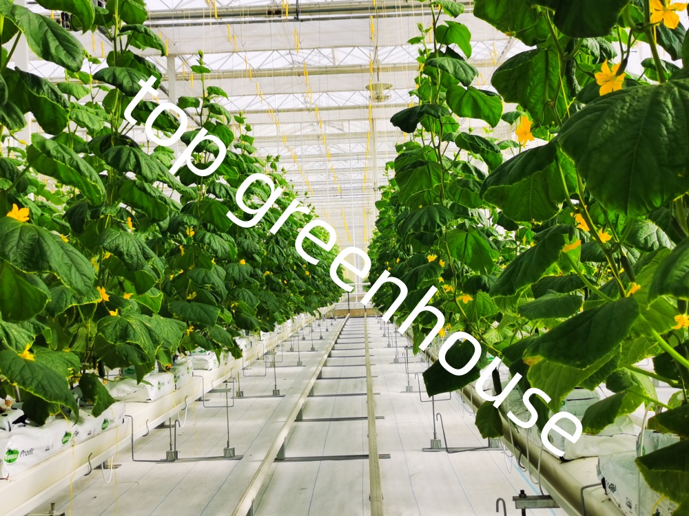 cucumber greenhouse cucumber greenhouse