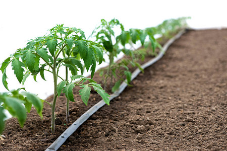 drip irrigation for tomato greenhouse drip irrigation for tomato greenhouse