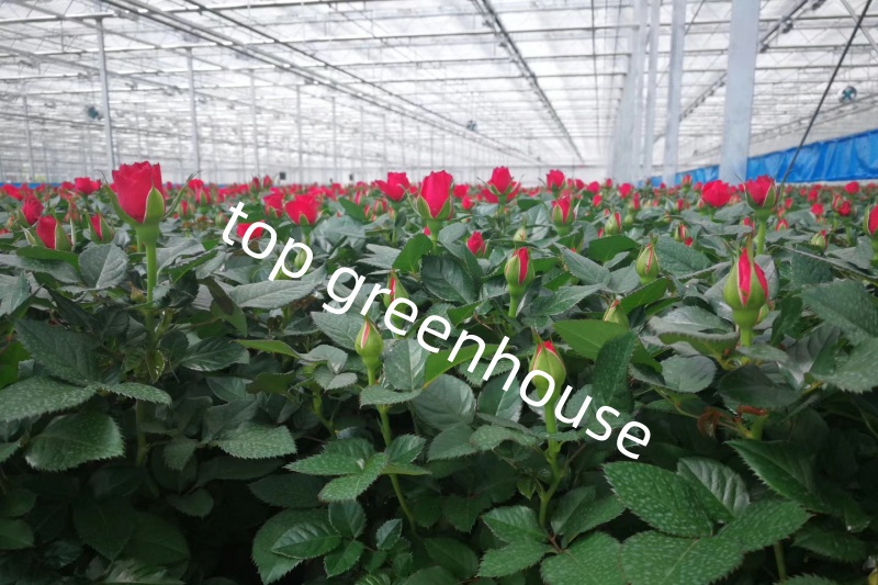 Flower Greenhouse Flower Greenhouse