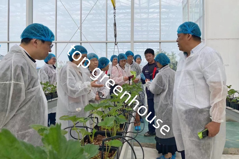 Glass greenhouses for agriculture Glass greenhouses for agriculture