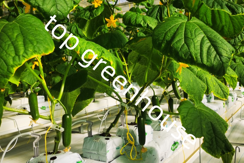 agriculture greenhouse agriculture greenhouse