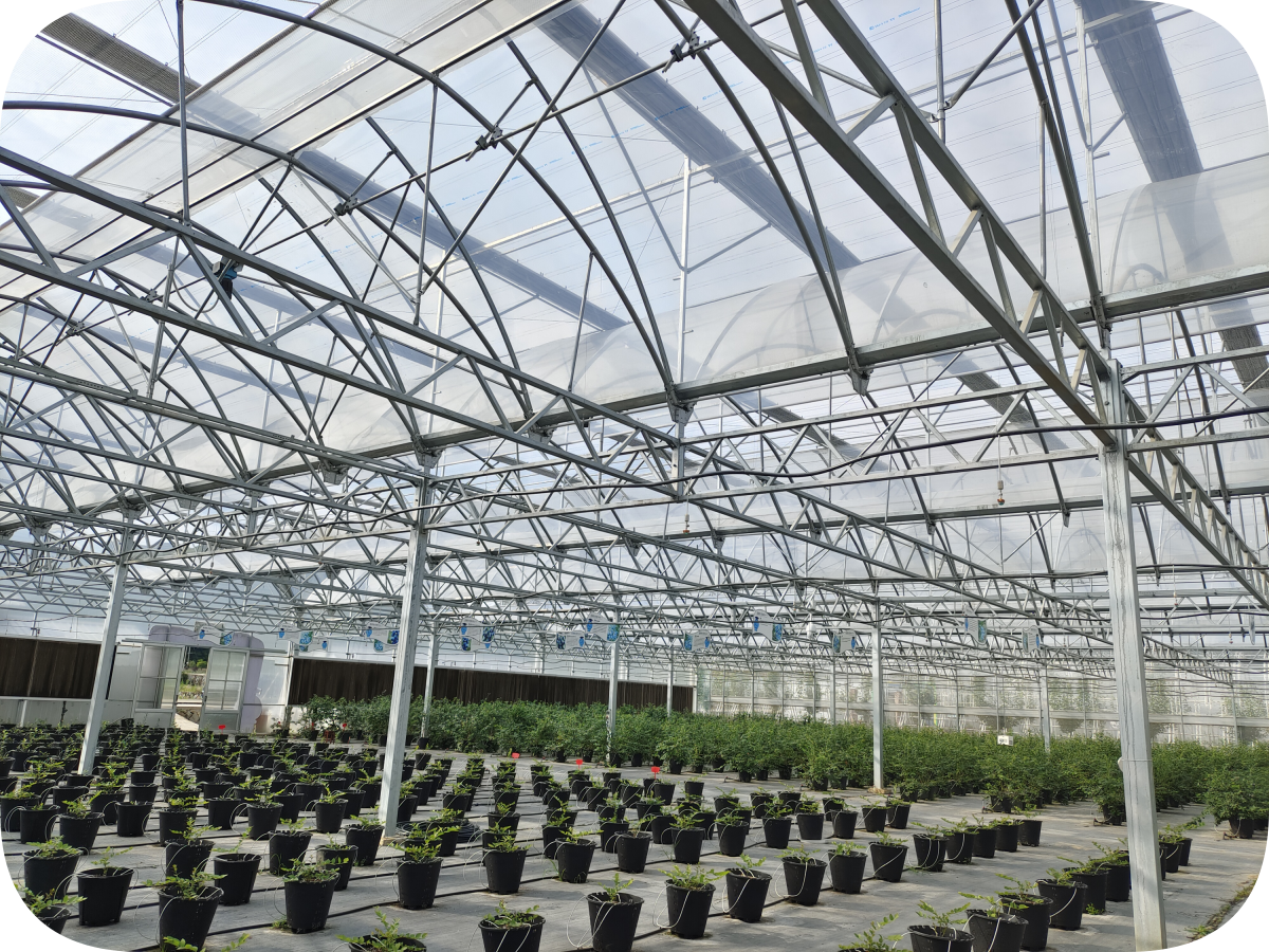 WideSpan Greenhouse