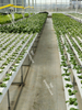 greenhouse landscape fabric for ground cover