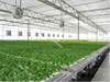 Greenhouse Exhaust Fan for Cooling System