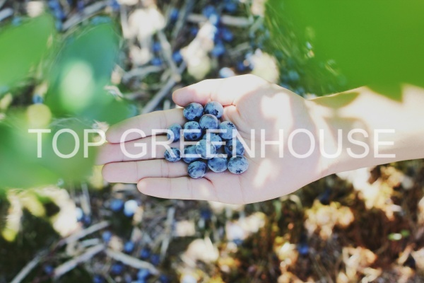 blueberry shade netting