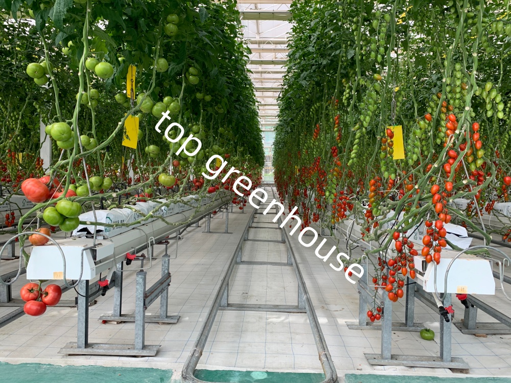 How To Grow Tomatoes Better in A Commercial Greenhouse?