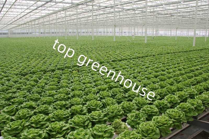farming greenhouse