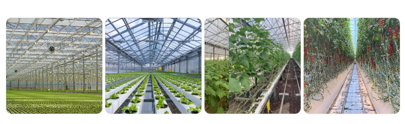 TOP 25 Professional Greenhouse Manufacturers Trusted for Central Asia Market