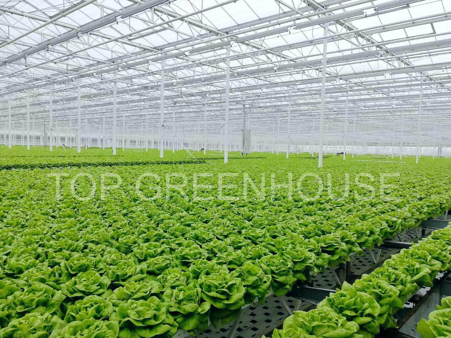 Venlo Glass Greenhouse
