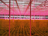 DFT Lettuce Glass Greenhouse