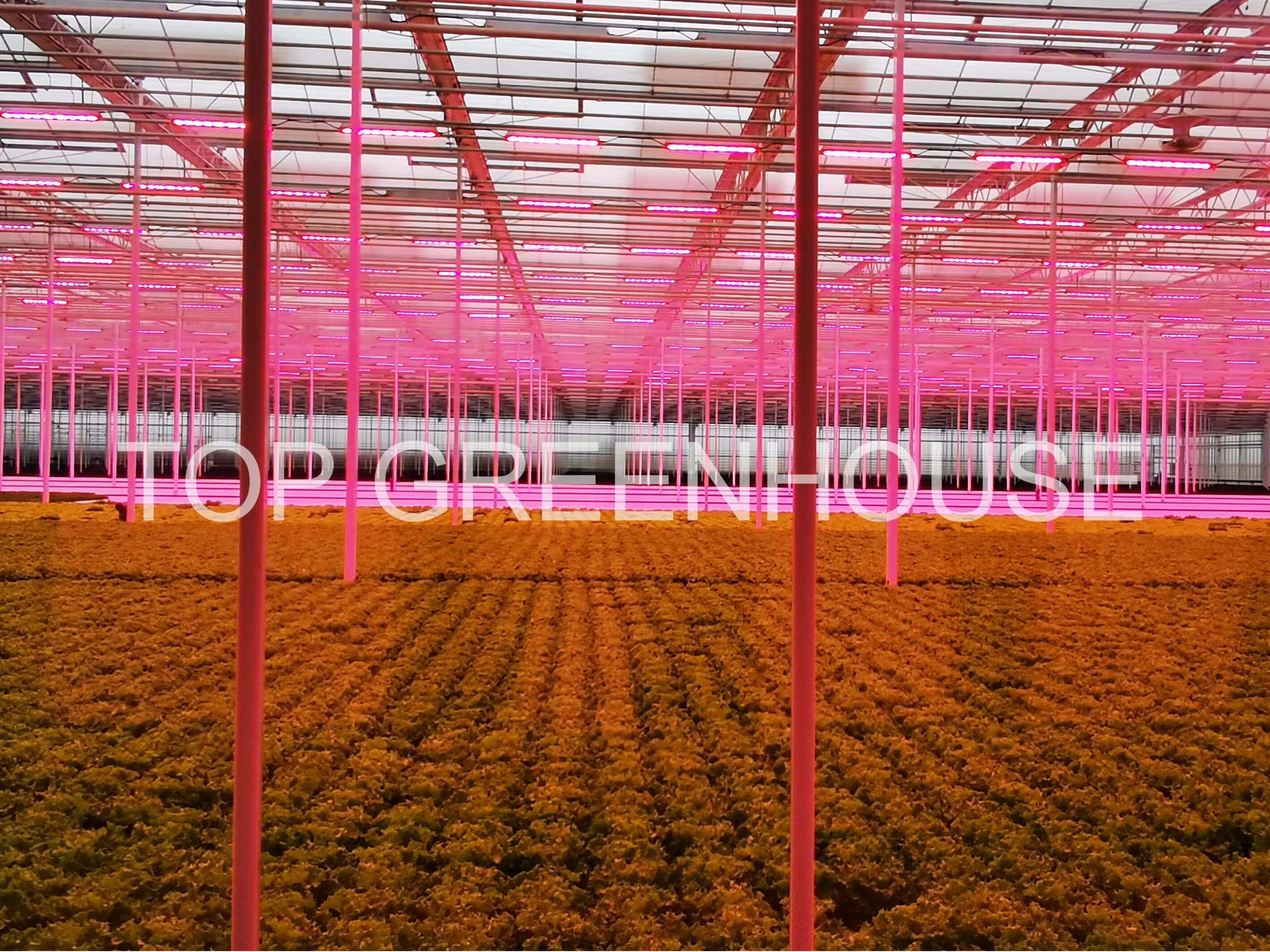 DFT Lettuce Glass Greenhouse