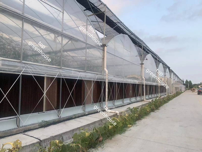 Greenhouse Plastic Film for Covering System