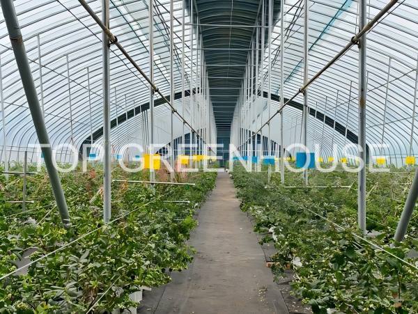 blueberry shade netting