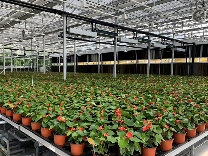Flower-Cultivation