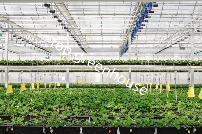 commercial glass greenhouse