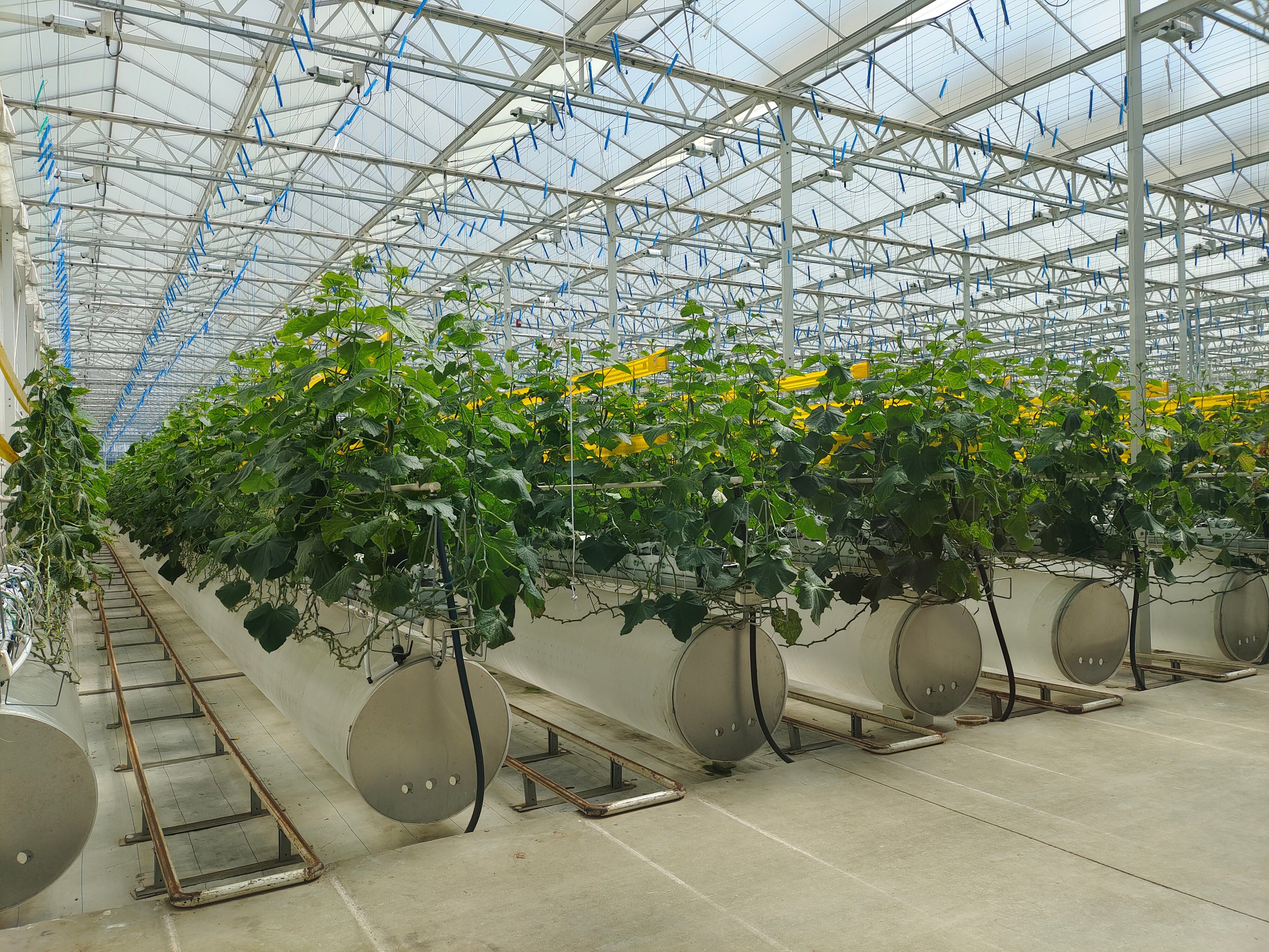 agricultural tomato greenhouse