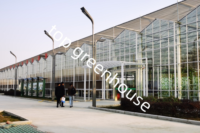 Commercial Hydroponic Vegetable Glass Greenhouse