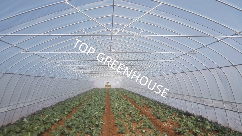 tunnel greenhouse