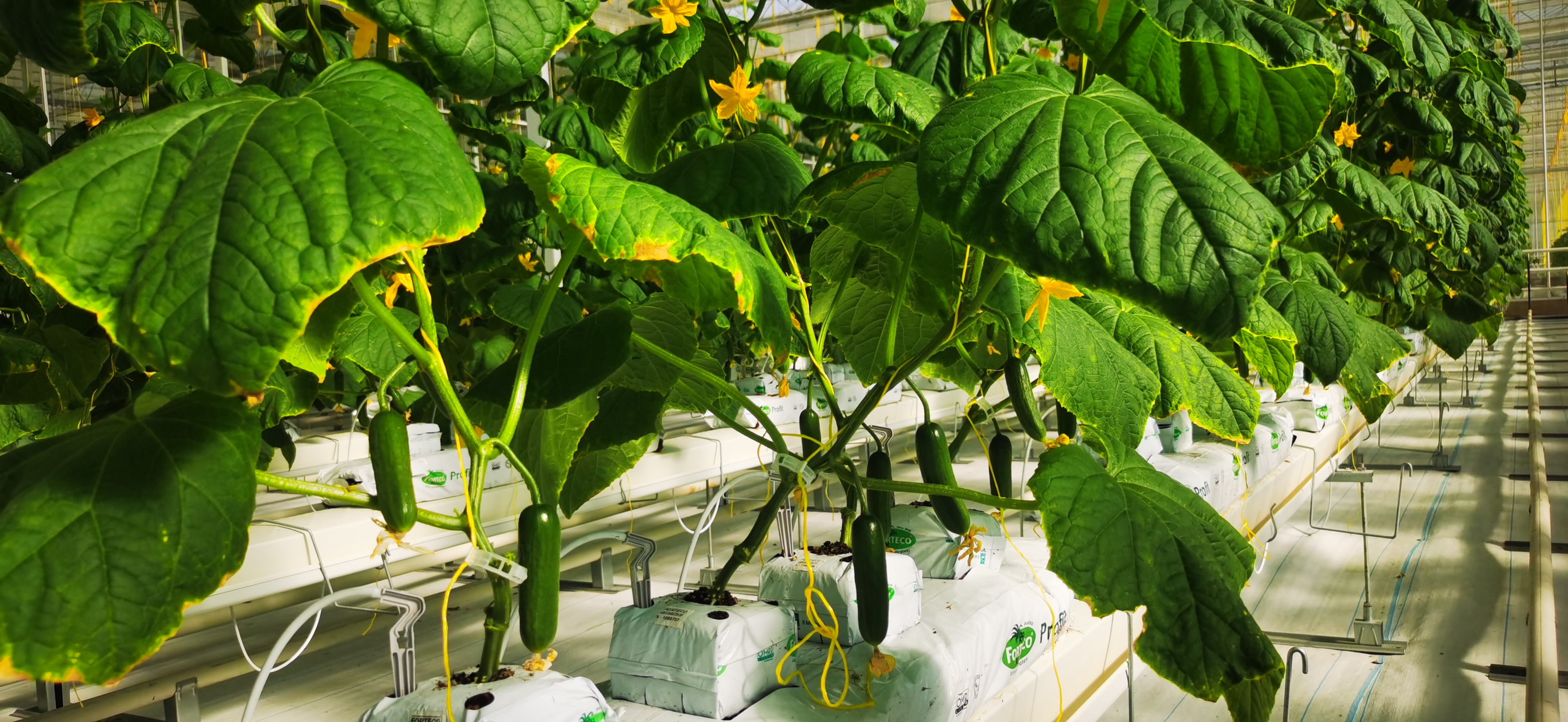 The Application of Drip Arrow Irrigation Technology in A Modern Glass Greenhouse