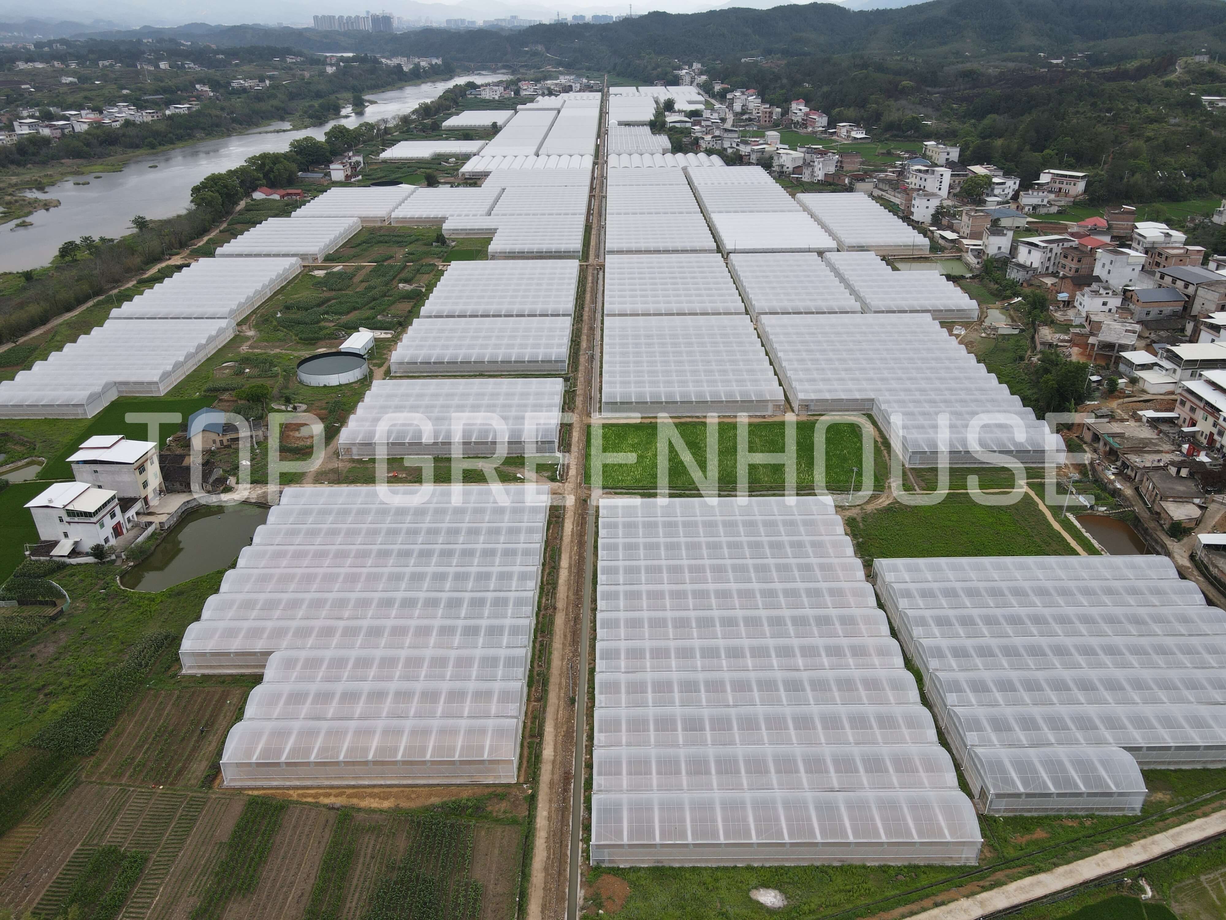 Multispan Plastic Film Greenhouse