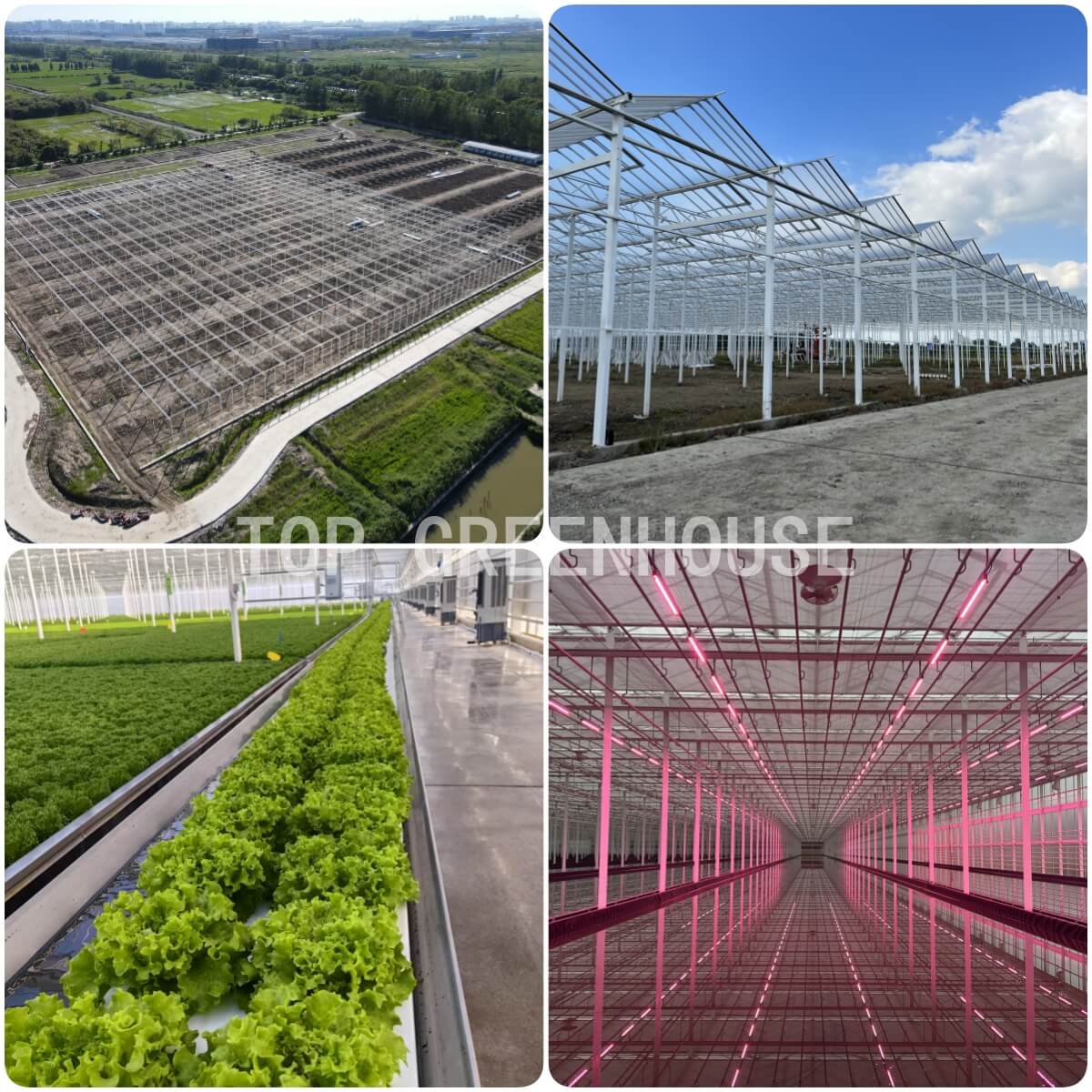 Greenhouse case 1