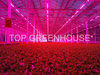 DFT Lettuce Glass Greenhouse