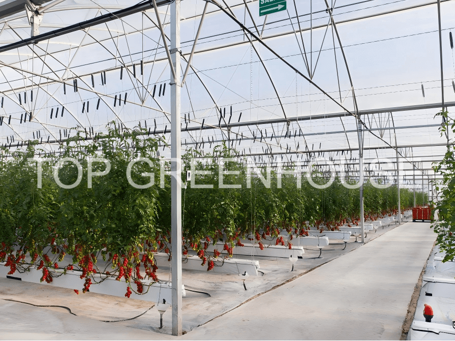 tomato greenhouse 