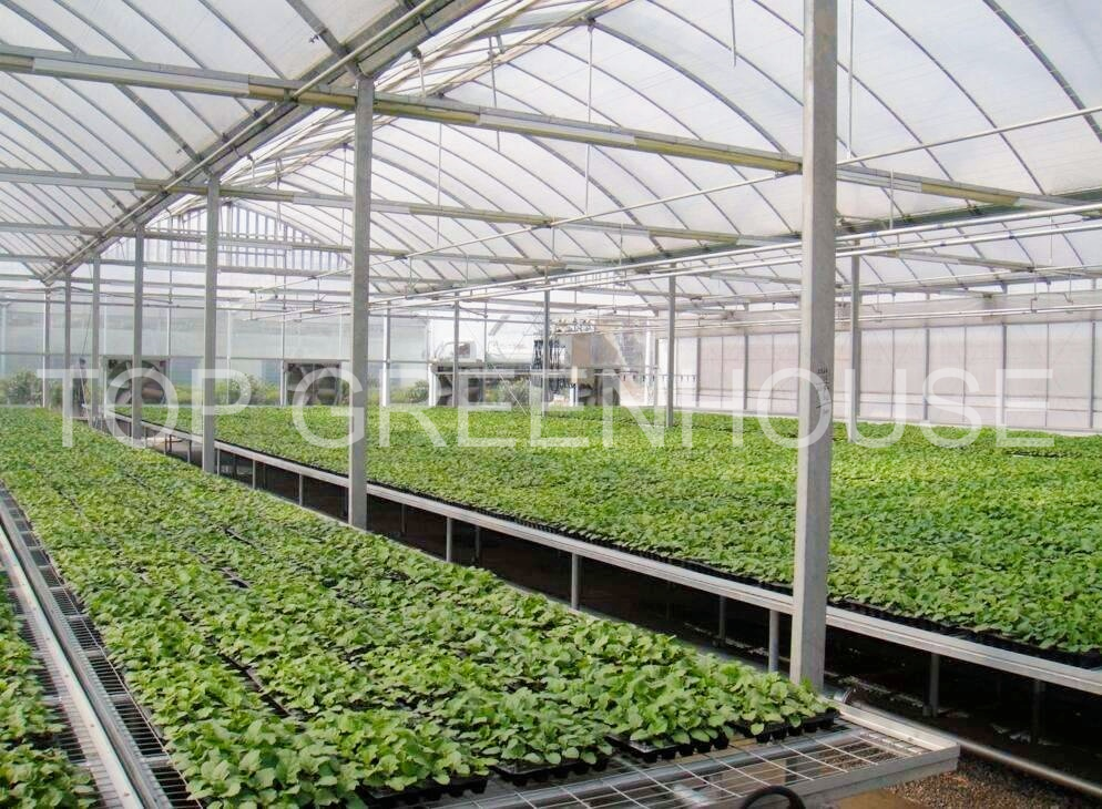 film greenhouse2