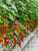 agricultural tomato greenhouse