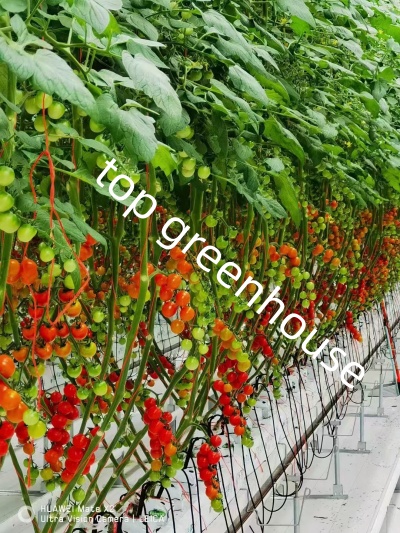 agricultural tomato greenhouse