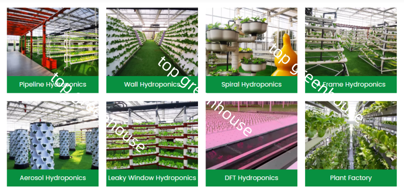 Top Greenhouse Hydroponic System | 8 Commercial Farming Solution