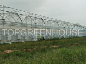 High-tech Commercial Plastic Greenhouse 