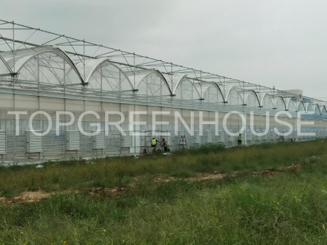 High-tech Commercial Plastic Greenhouse 