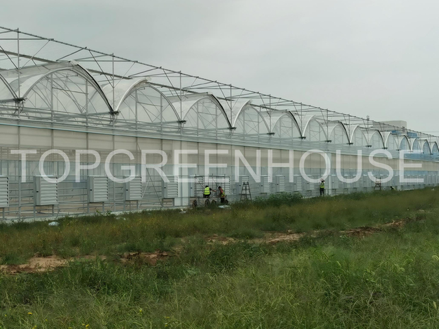High-tech Commercial Plastic Greenhouse 