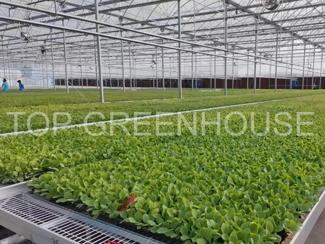 Commercial Plastic Greenhouse with PO Film Covering