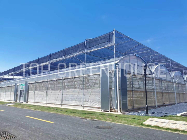Multispan Plastic Film Greenhouse
