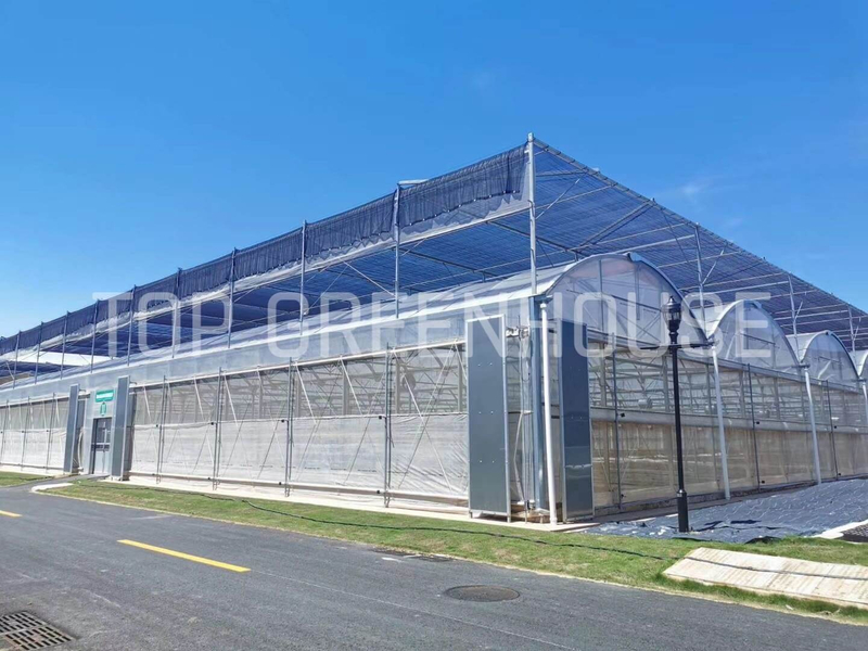 Multispan Plastic Film Greenhouse