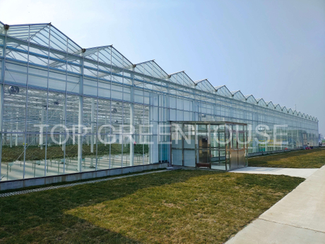 Best Glass Greenhouse For Agriculture