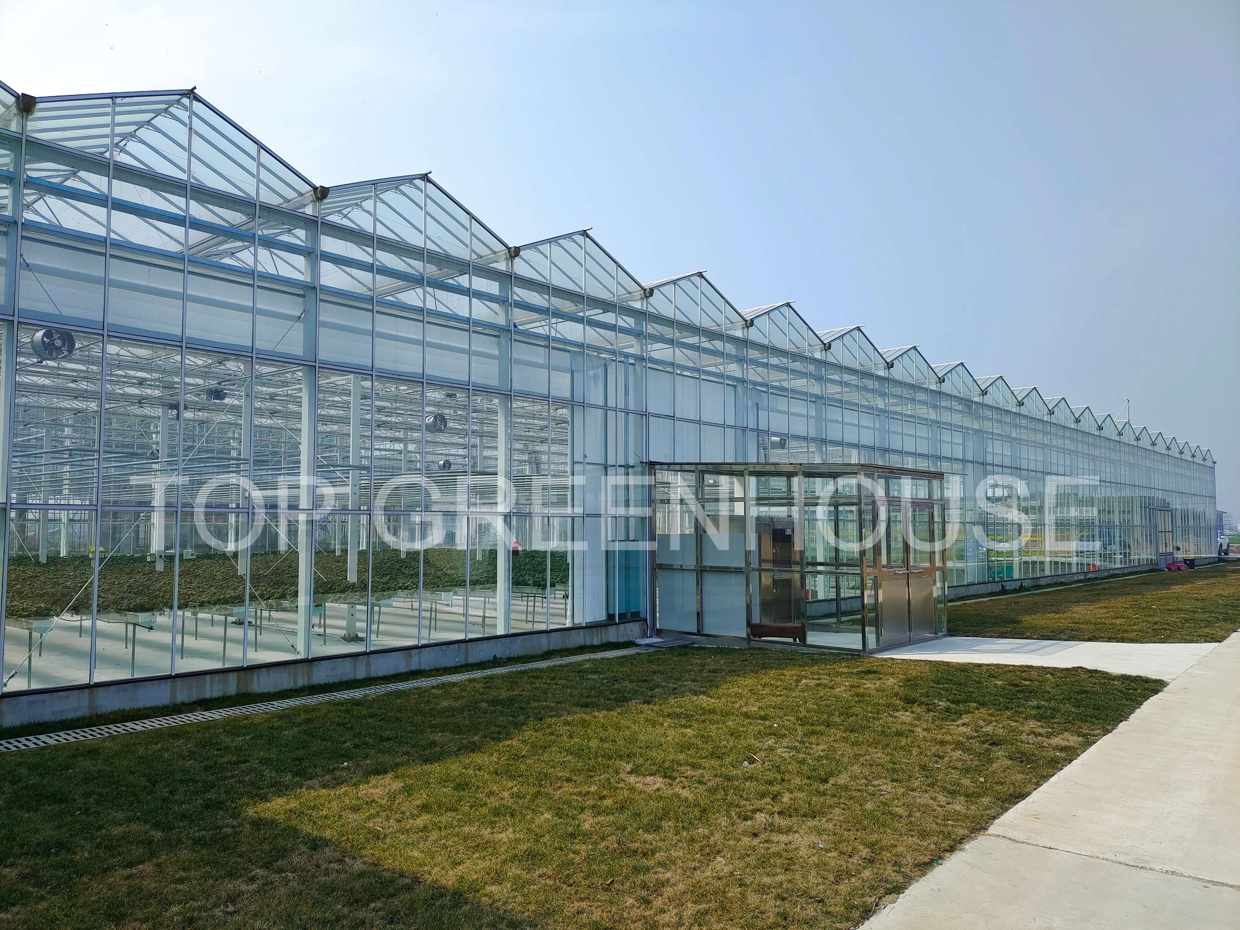 Venlo Glass Greenhouse