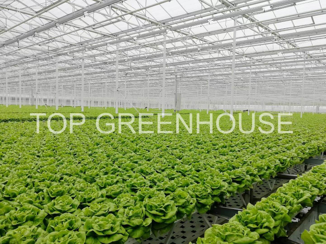 DFT Lettuce Glass Greenhouse