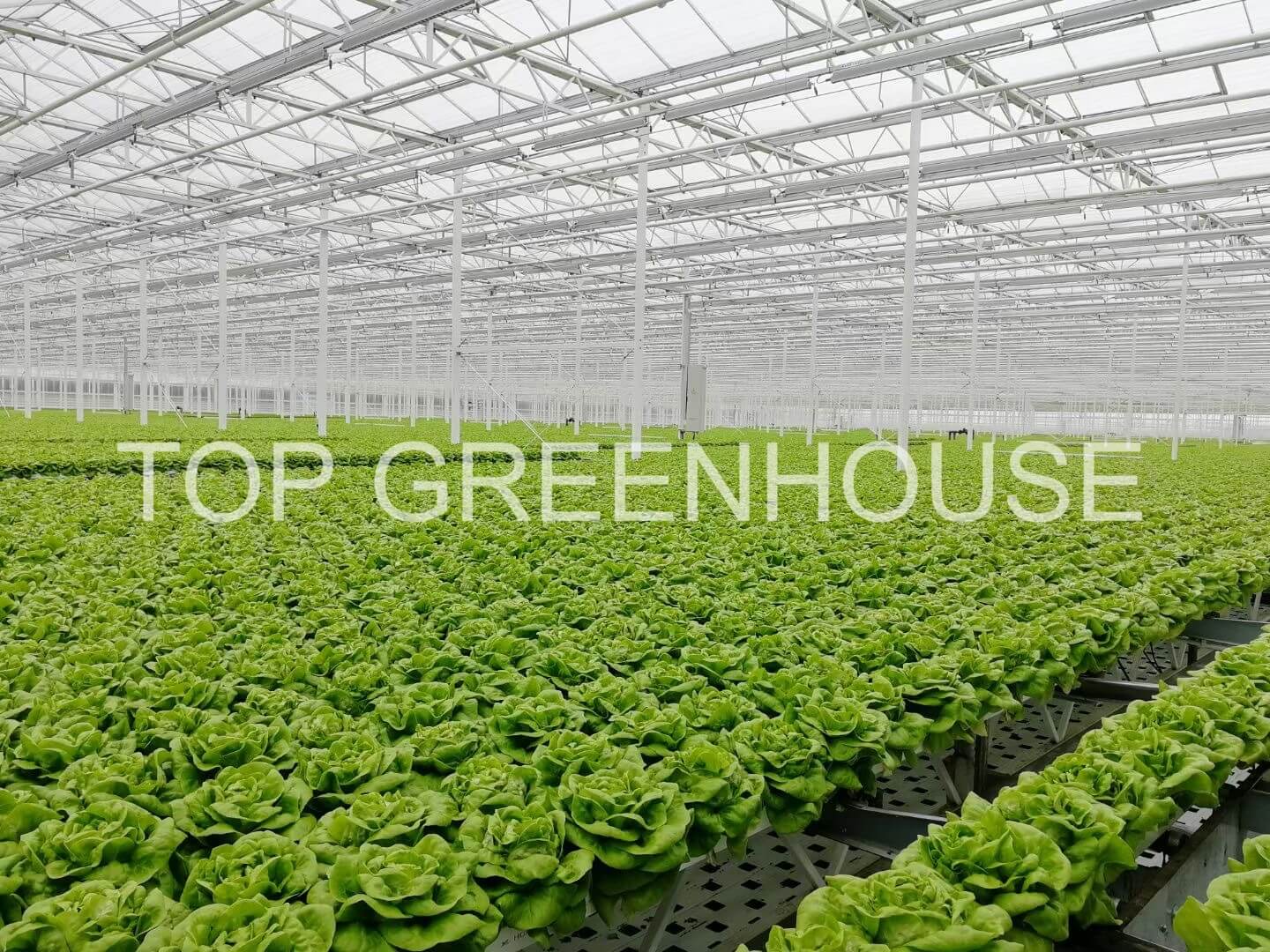 DFT Lettuce Glass Greenhouse