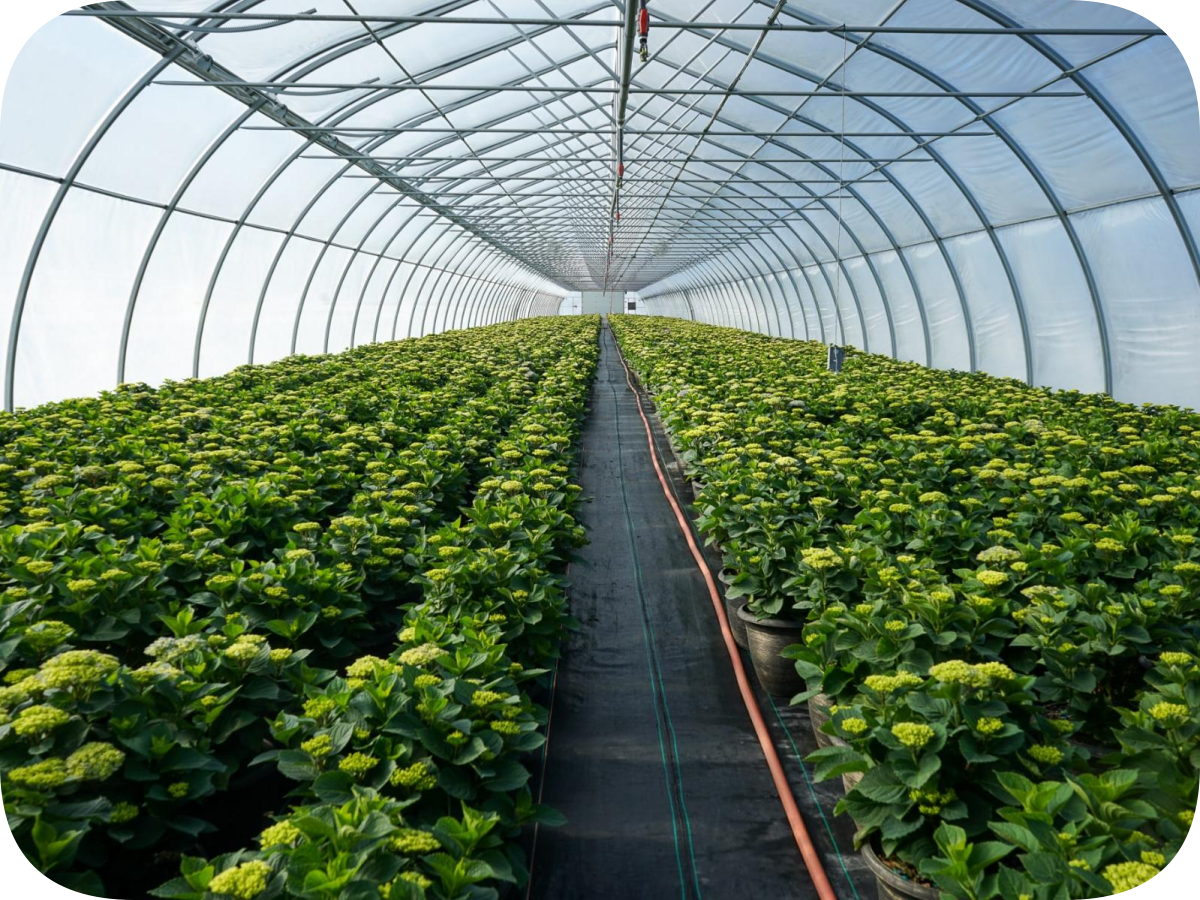 high tunnel structure