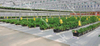 greenhouse landscape fabric for ground cover